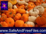 Download Pumpkin Patch Screensaver 1.0 Activation Number Generator Free