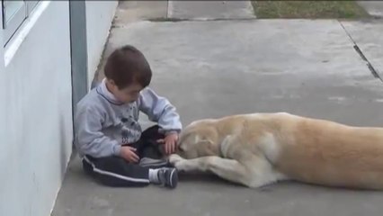 Heart-touching video shows dog trying to get love from Down... _ www.wsoctv.com