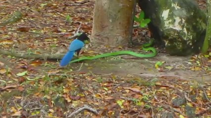 Bird vs Snake - Fight to the Death!