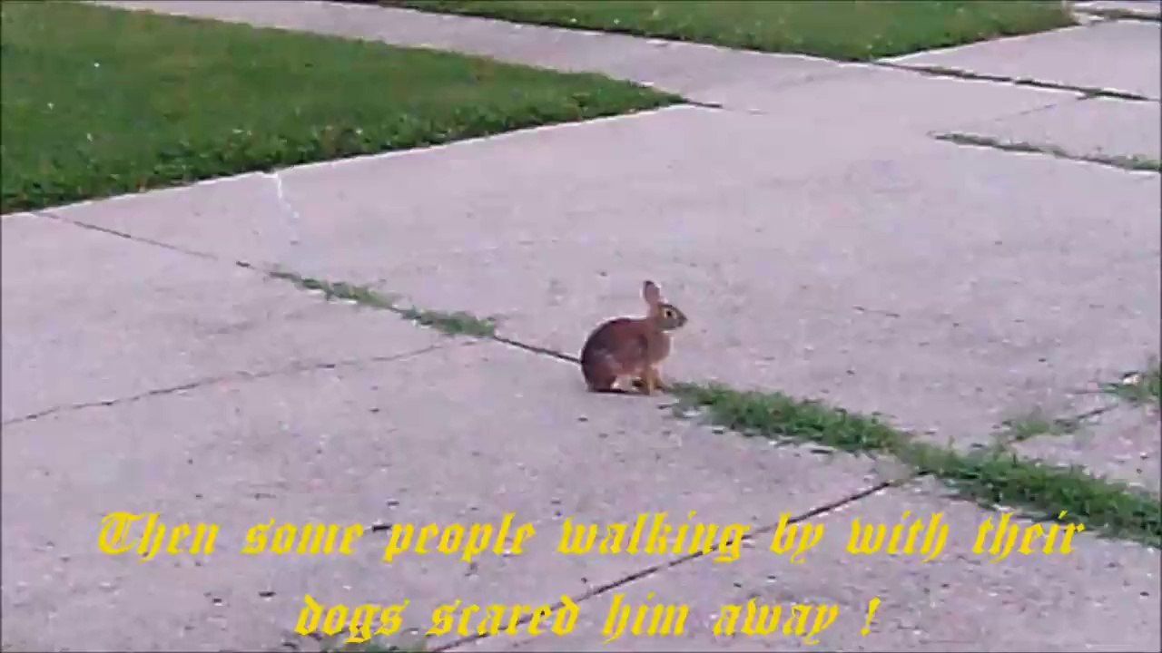 BunBun The Bunny