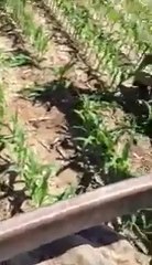 Farmer rescues BLACK BEAR with milk can stuck on head
