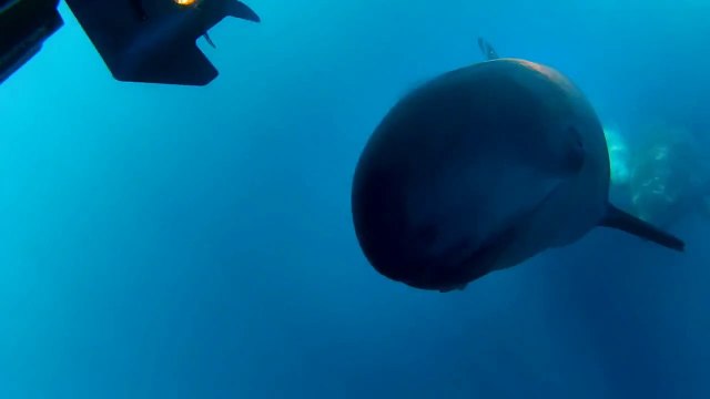 Amazing fae to face with False Killer Whales