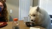 Lexi the Samoyed eats dinner at the table...