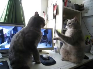 Cute Cats playing Patty Cake! THE ORIGINAL!