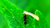 Monster Bug wars-Caterpillar Vs Savage Ants