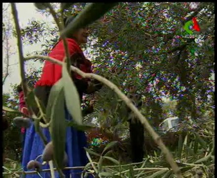 Algerie,Setif-Jijel,Oleiculture