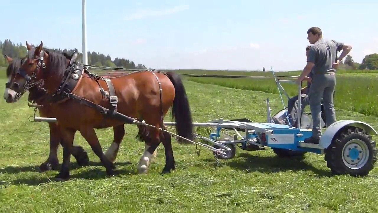 Démonstration-test de faucheuses à traction animale au Mont Crozin (Suisse) le 31 mai 2014