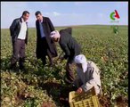 Algerie,Relizane,Pomme de terre hors saison