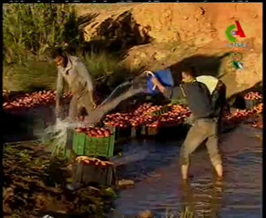 Algerie,Saida,renouveau agricole