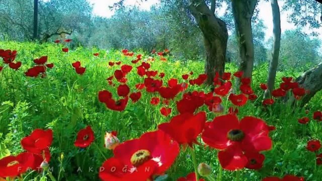 GRUP ABDAL-KİRPİĞİN KAŞINA DEĞDİĞİ ZAMAN