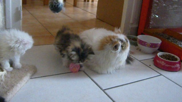 mes bébés à deux mois