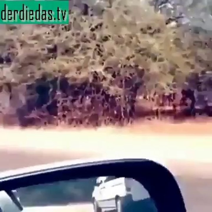 Achtung! Fliegende Hirsche in Sicht…