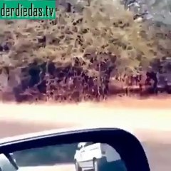 Achtung! Fliegende Hirsche in Sicht…