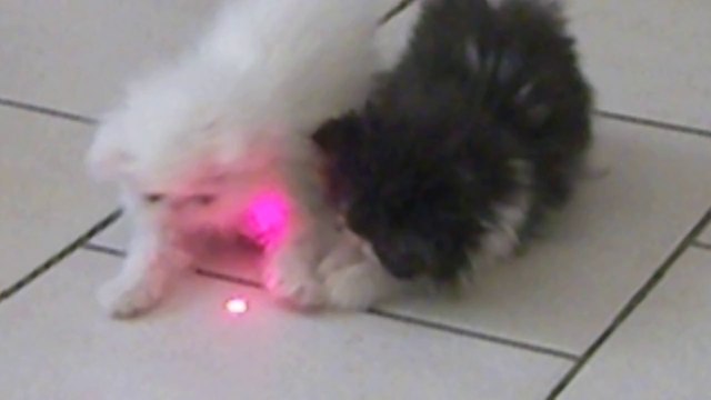 mes bébés à deux mois