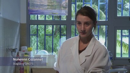 Que mangent les mérous ?