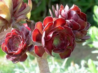 BABA KE MANQBAT  .HUM KO MILY HE IZAT ATTAR KE BADOLT