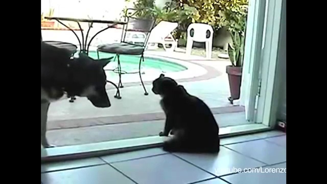 Cats Are Meaner Than Dogs happymedulla, Pulse TV Uncut video