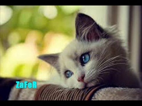 düğün e dursun (zafer styla)