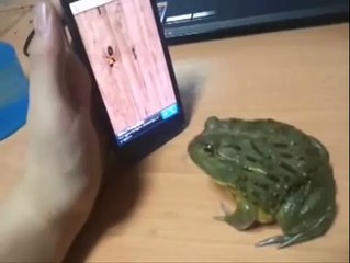 Frog Is Frog