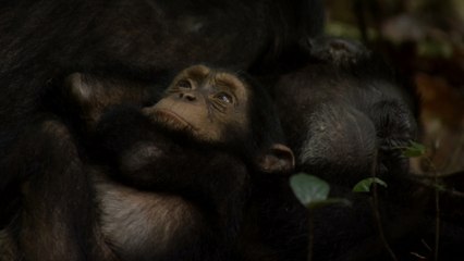 Chimpanzés - Featurette (2) VOST