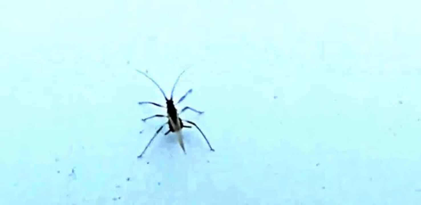 Amazing Alien New Bug.Never before seen
