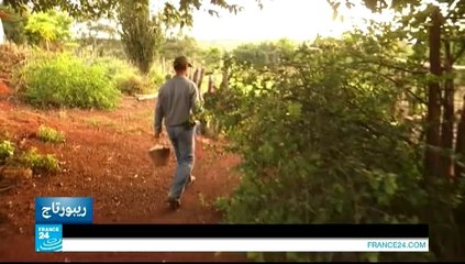 ريبورتاج - ثلث الانتاج العالمي من القهوة تنتجه البرازيل