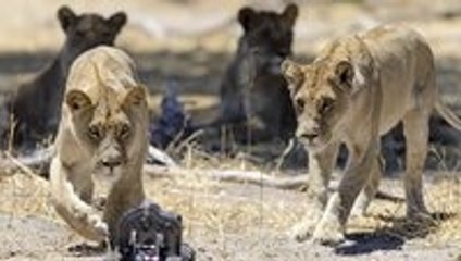 Somebody put a camera on a toy car and drove it into a pride of lions