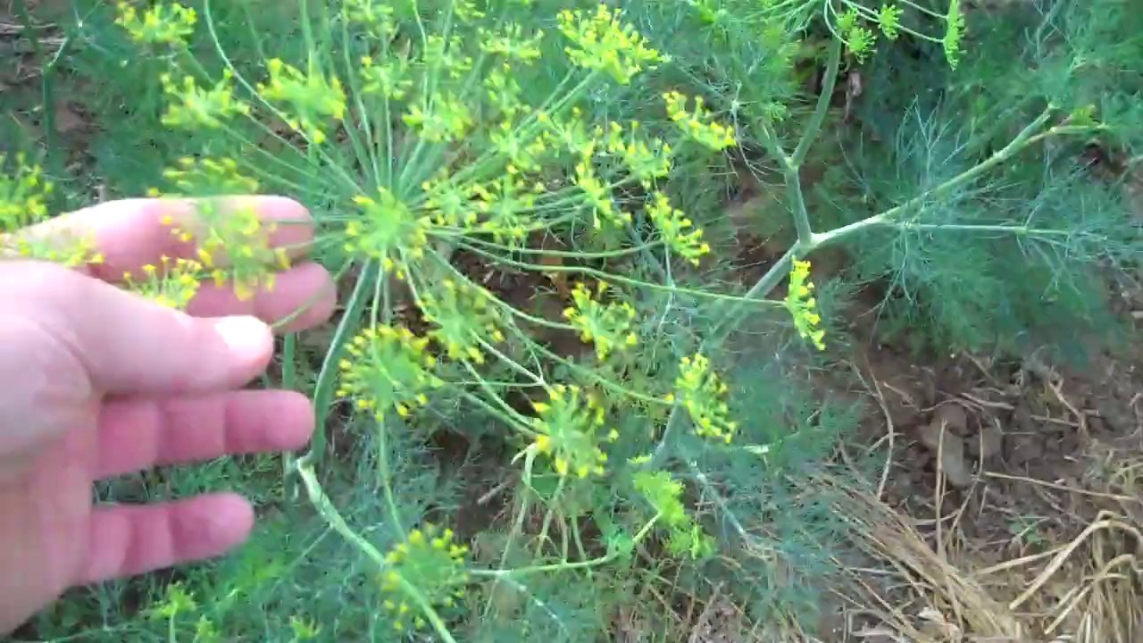My Garden Update, July 7, 2014