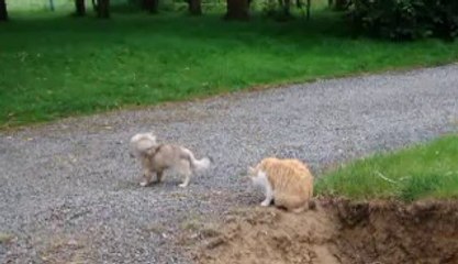 chasse à la souris (04/06/11)