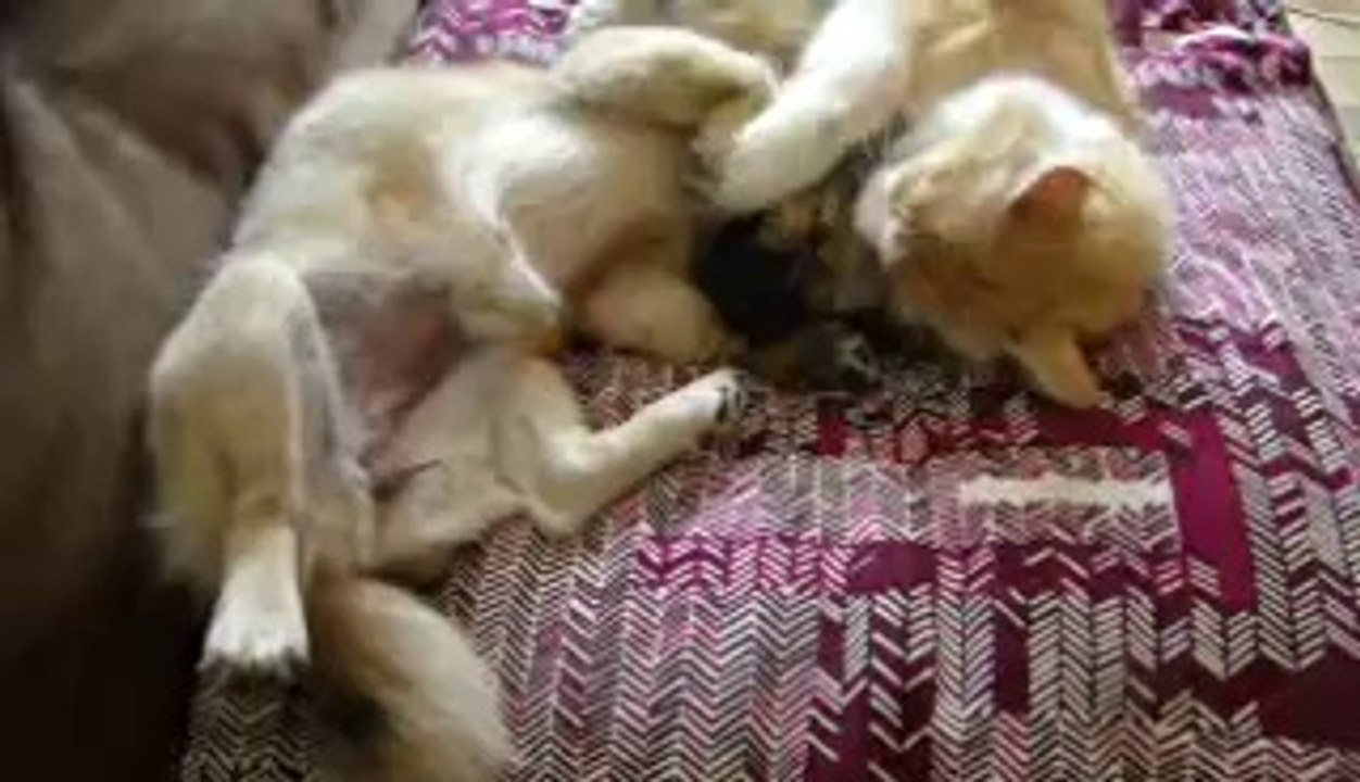 comme chien et chat (21/06/11)