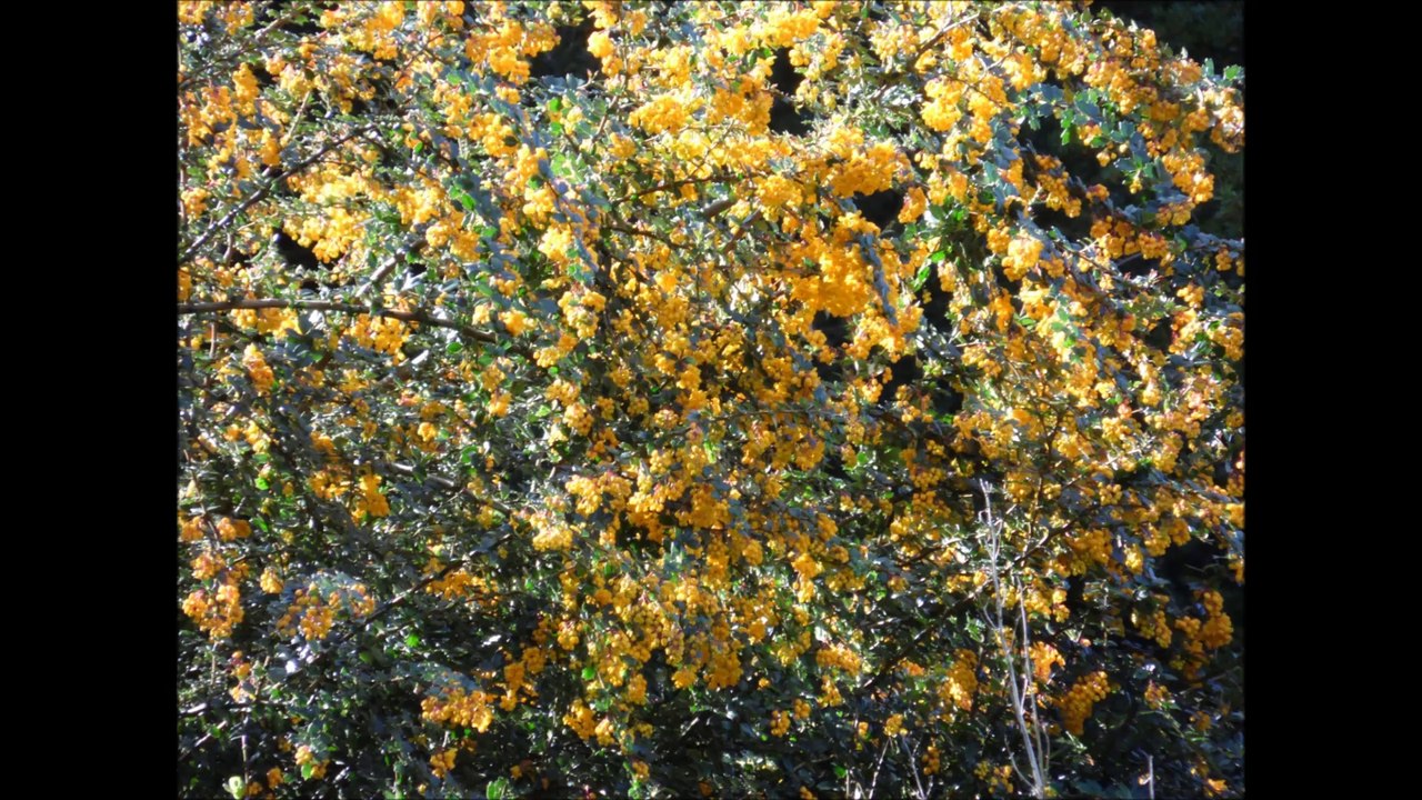 L'Irlande Faune et Flore 2
