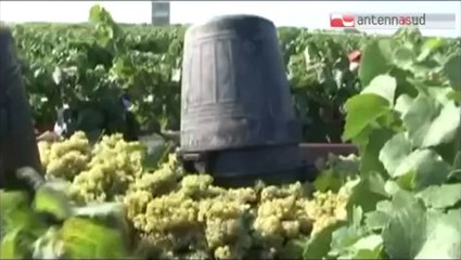 TG 07.07.14 A Polignano a Mare "Il vino possibile"