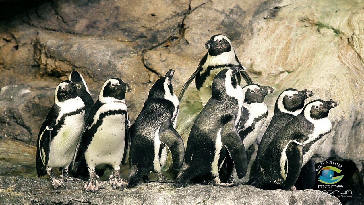 Découvrez les manchots du Cap, ces drôles d'oiseaux d'Afrique !