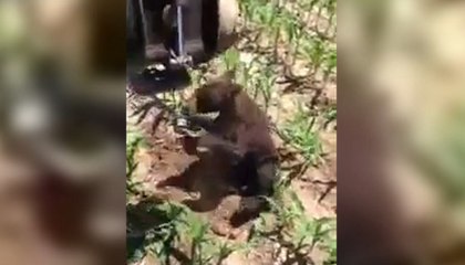 Il sauve un ours avec engin de débardage