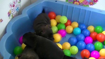 30ème vidéo Le parc à boules avec la 15ème portée staffie de Staffordland