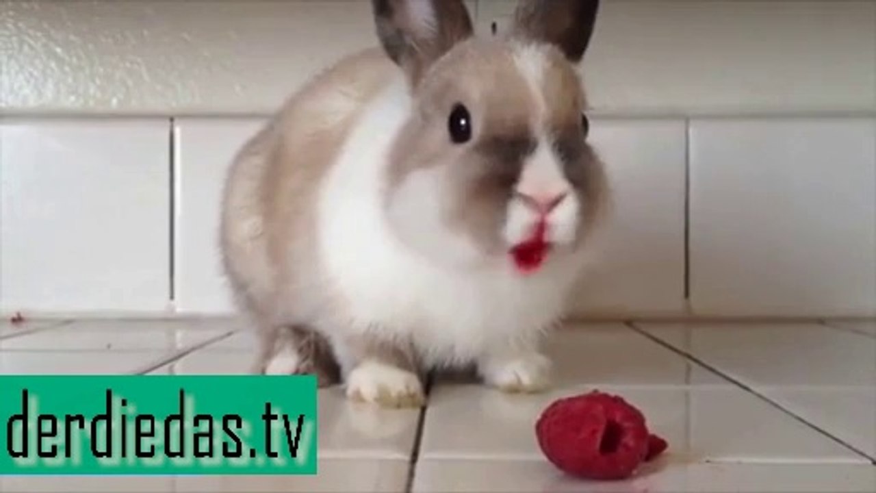 Hase isst Himbeeren – Ist er nicht knuddelig!