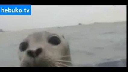 fok balığıyla kanka olan adam - süper yaaa