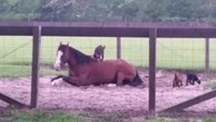 Baby goats playing with a horse