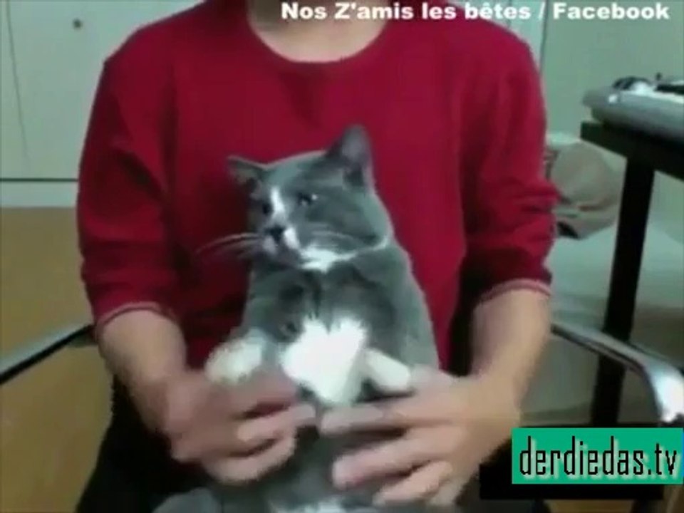 Katze bekommt Massage – Die hat es aber gut!