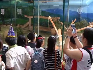 У тайваньской пандочки – первый день рождения