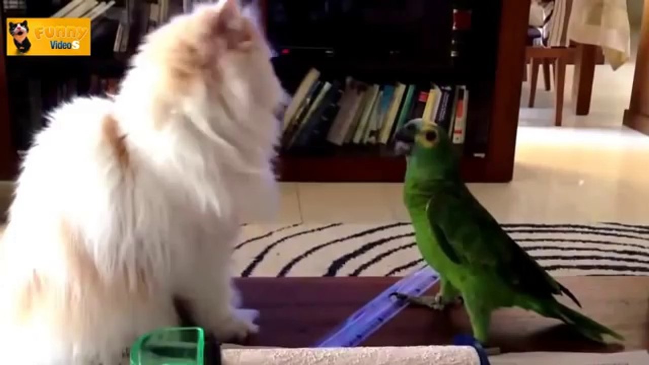 Funny Parrots Annoying Cats Compilation - wegschmeiss.de