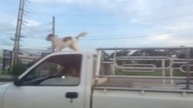 Un jack Russell sur le toit d'une camionnette qui roule, Tranquille le chien!