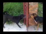 2 chiens prêt à se battre, séparés par une barrière... ou pas!