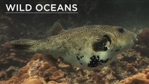 Spawning clams, an unusual anemone and a VERY bloated pufferfish