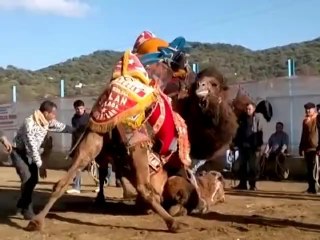 Aydın _ Yenipazar 2013 Yılı Deve Güreşi Finali