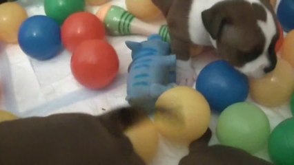 33ème vidéo de la 16ème portée staffie de Staffordland