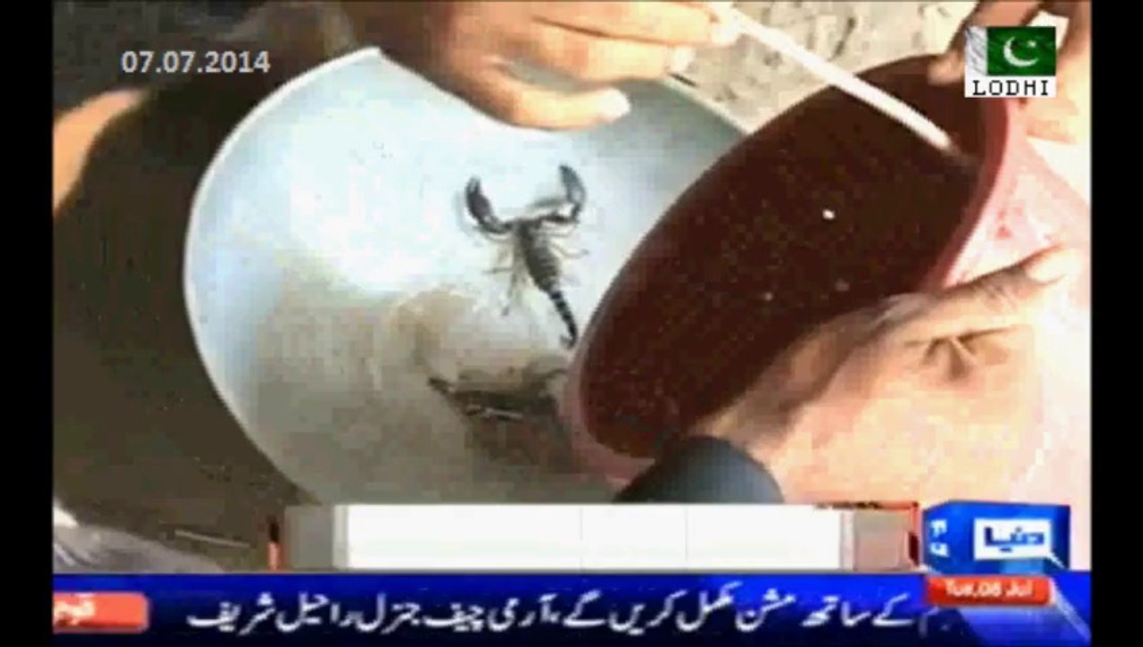 Sindh Govt bans Black scorpion business in Tharparkar Sindh - Rs 20 Lac scorpion is being sold in Rs. 50,000