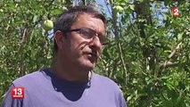 Des vergers dévastés dans l'Aude après les orages