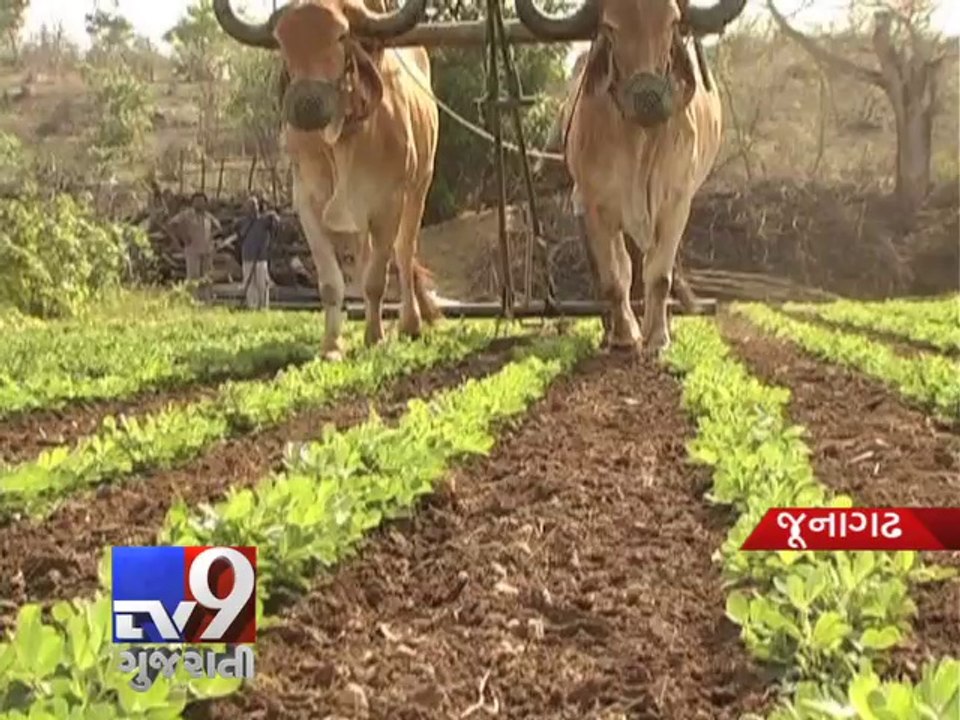 Junagadh farmers seek irrigation facilities from government - Tv9 Gujarati