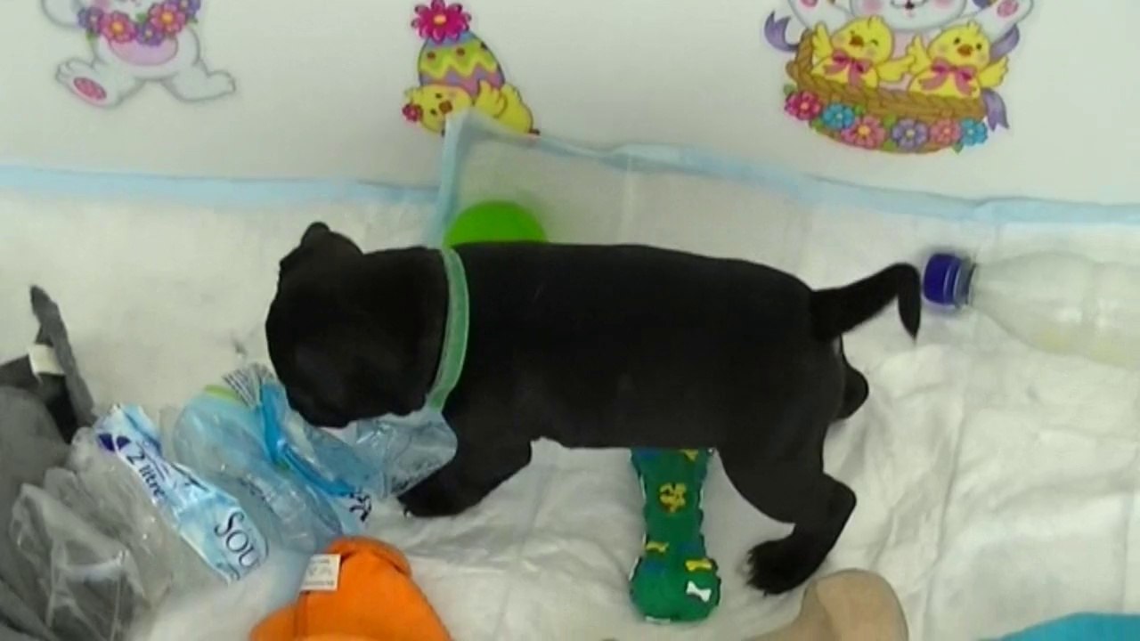 34ème vidéo Chiot n°5 - Femelle (collier vert)  de la 15ème portée staffie de Staffordland